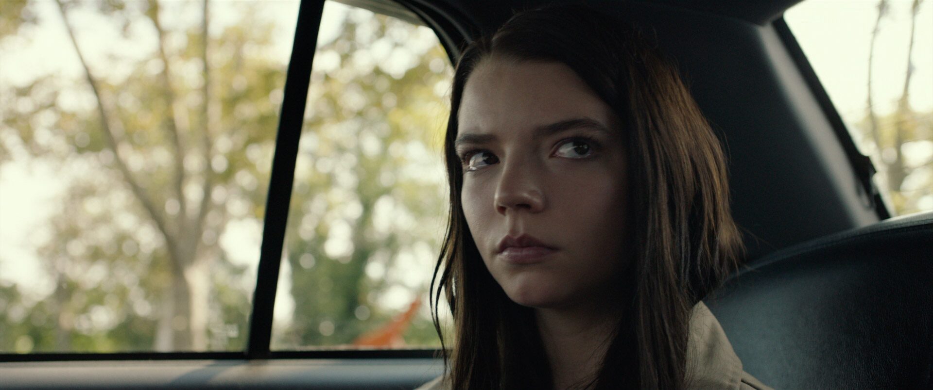 Casey in the back of a car